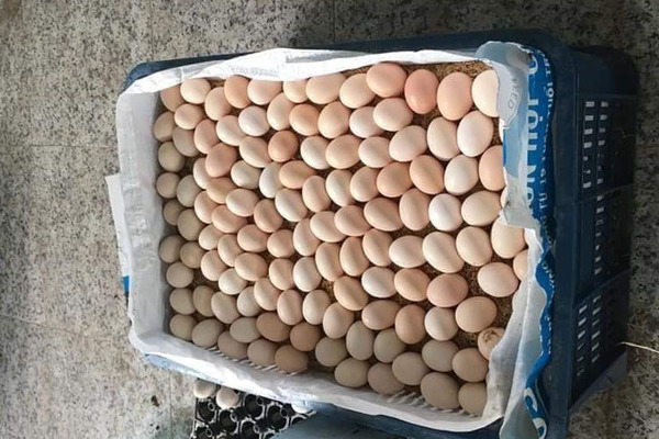 Giá trứng gà công nghiệp ở Nghệ An liên tục giảm mạnh