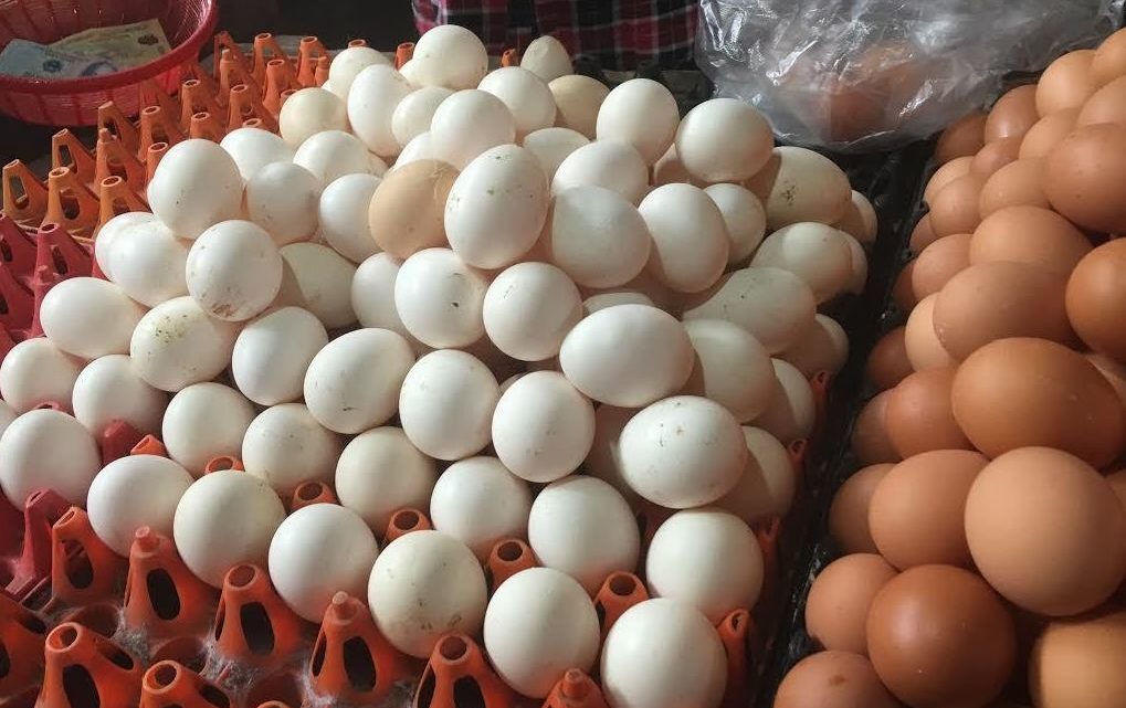 Giá trứng gà công nghiệp ở Nghệ An liên tục giảm mạnh
